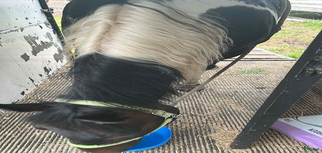 Galleribild {{count}}