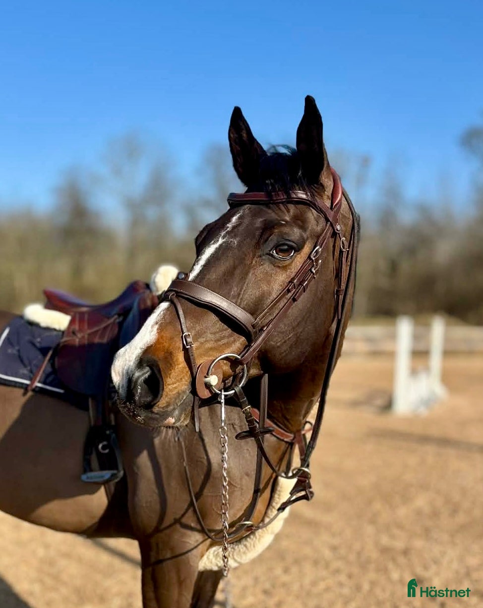  hästar VACKER VALACK 🩵 - Annons 1