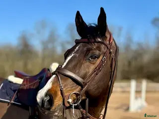 hästar VACKER VALACK 🩵 - Annons 4