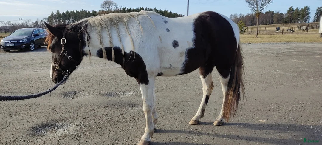 Allround hästar till salu: 5 årig paint mix med ett fantastiskt temperament ⭐ i Brottby - Annons 3