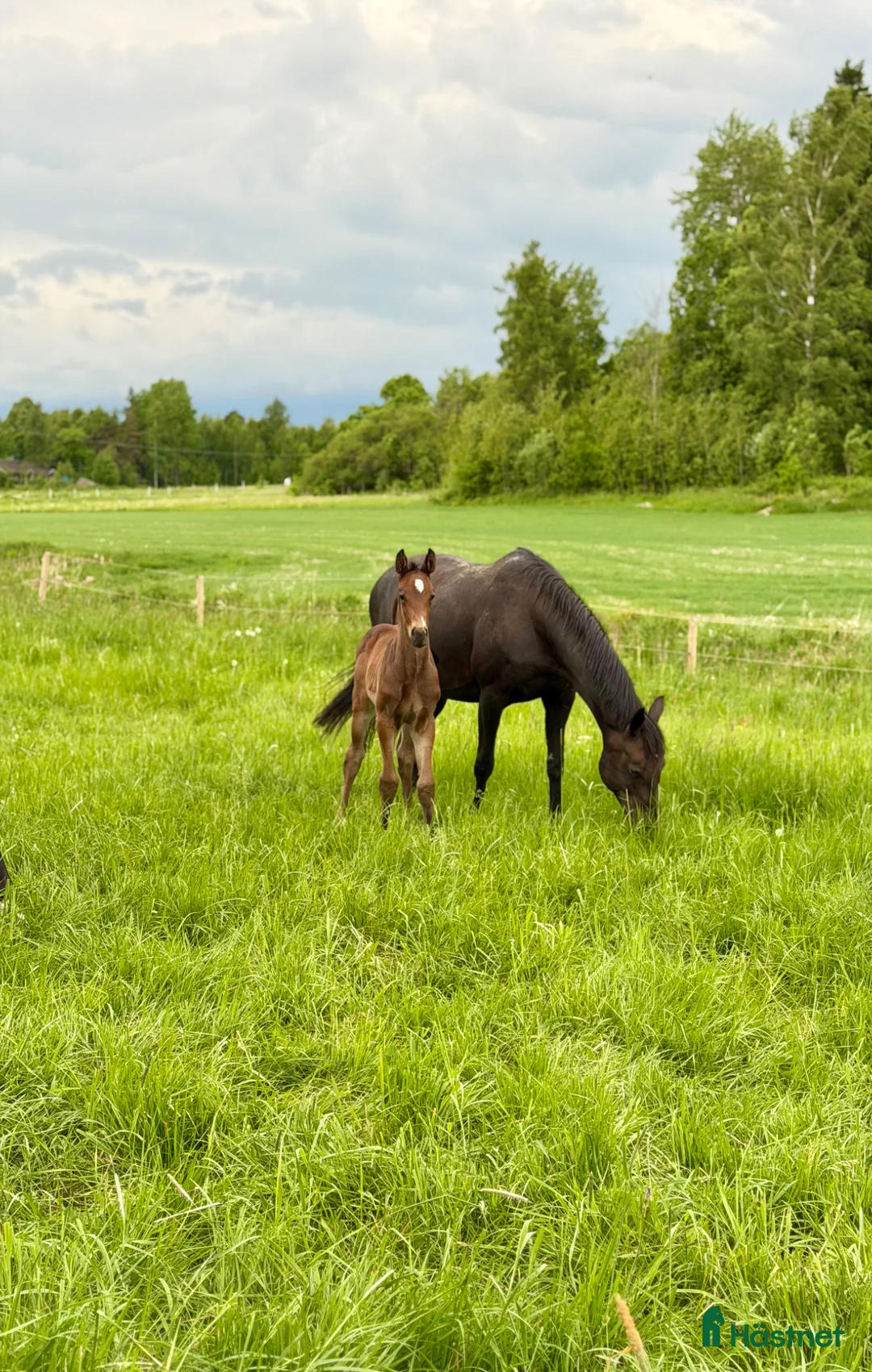 Fälttävlan hästar till salu: Fälttävlan eller hoppning 🐎 - Annons 1