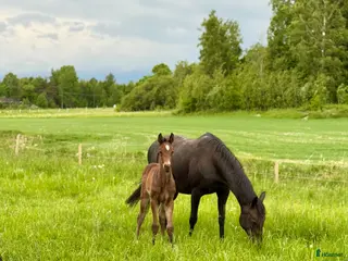 Fälttävlan hästar till salu: Fälttävlan eller hoppning 🐎 - Annons 2