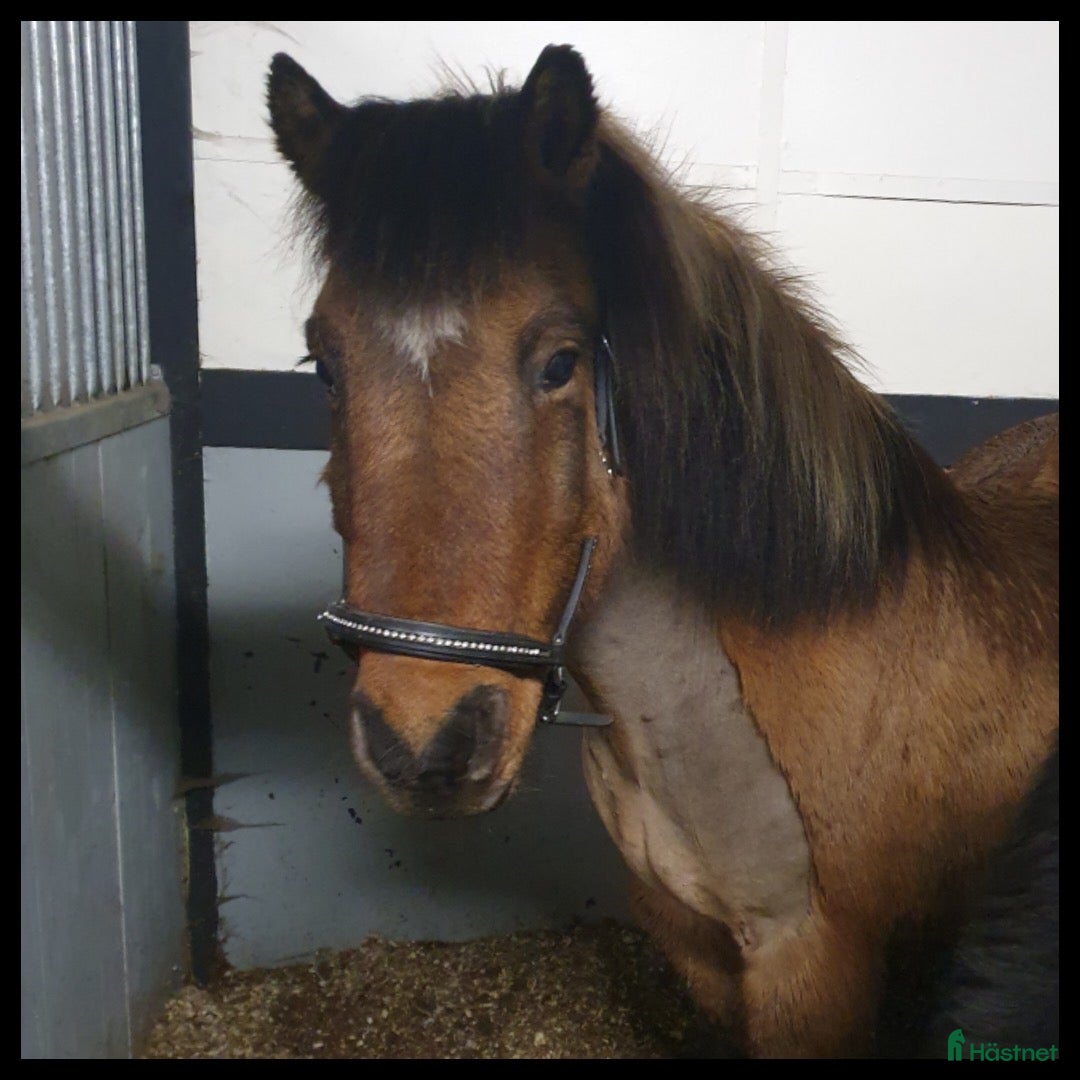 Island hästar till salu: Tre islandshästar (valack efter Ísar fra Keldudal) i Ärla - Annons 12