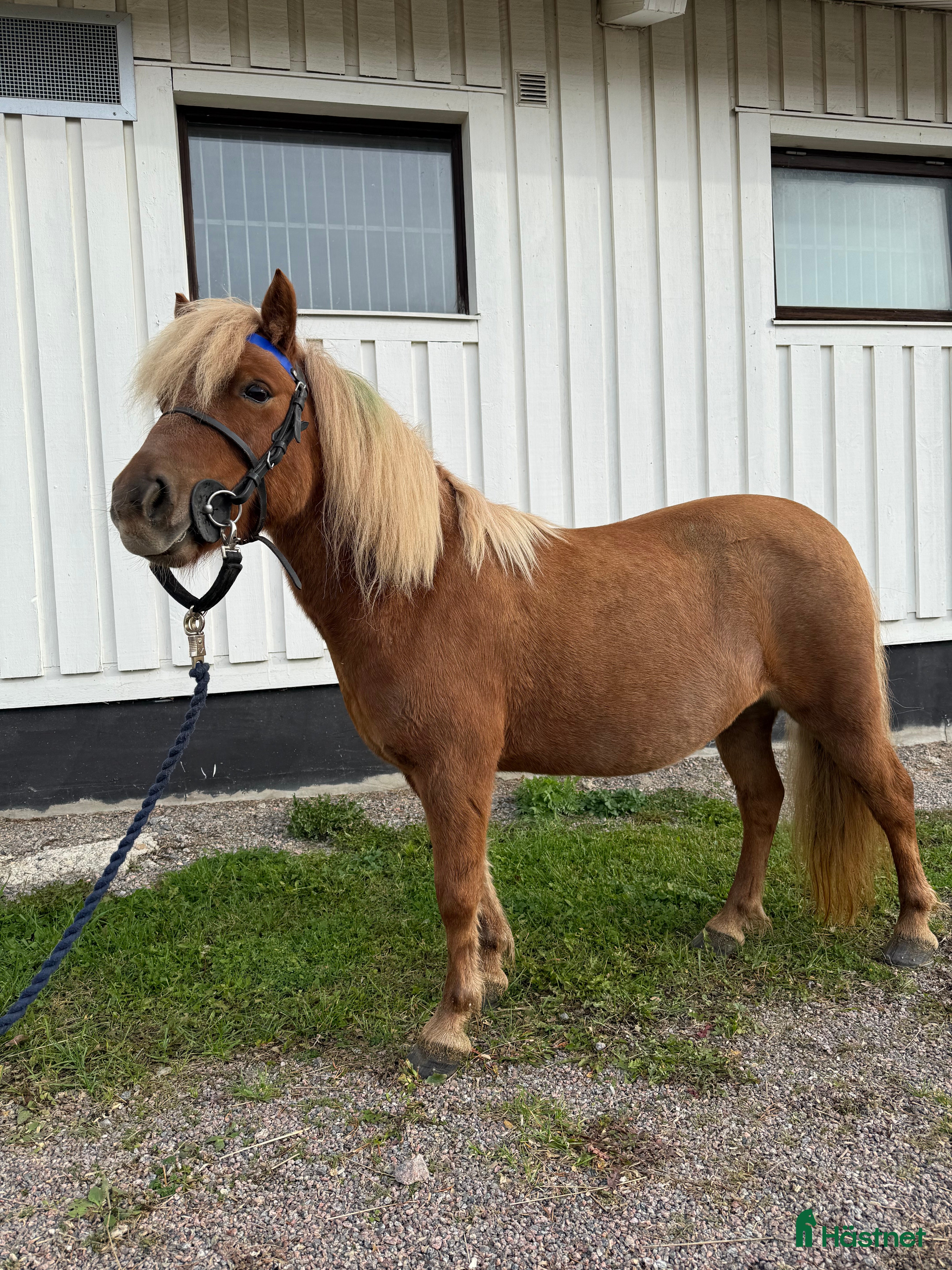  hästar Ottie vill ha en för alltid kompis - Annons 15