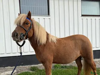 hästar Ottie vill ha en för alltid kompis - Annons 15