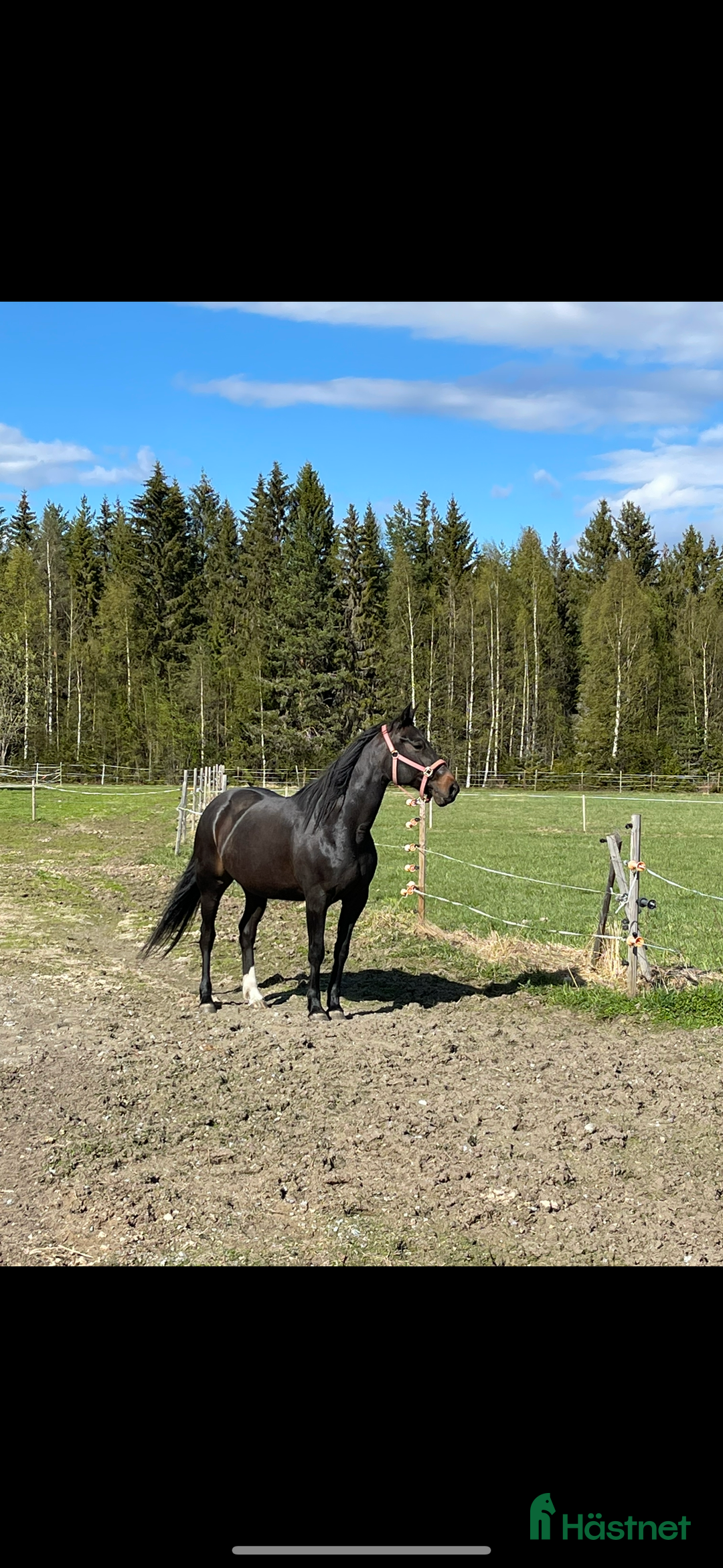 Sällskap hästar till salu: Sällskaps hästar säljes (mor och dotter) i Näsåker - Annons 9