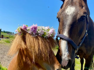 hästar Välstammad minishettis i Falkenberg - Annons 1