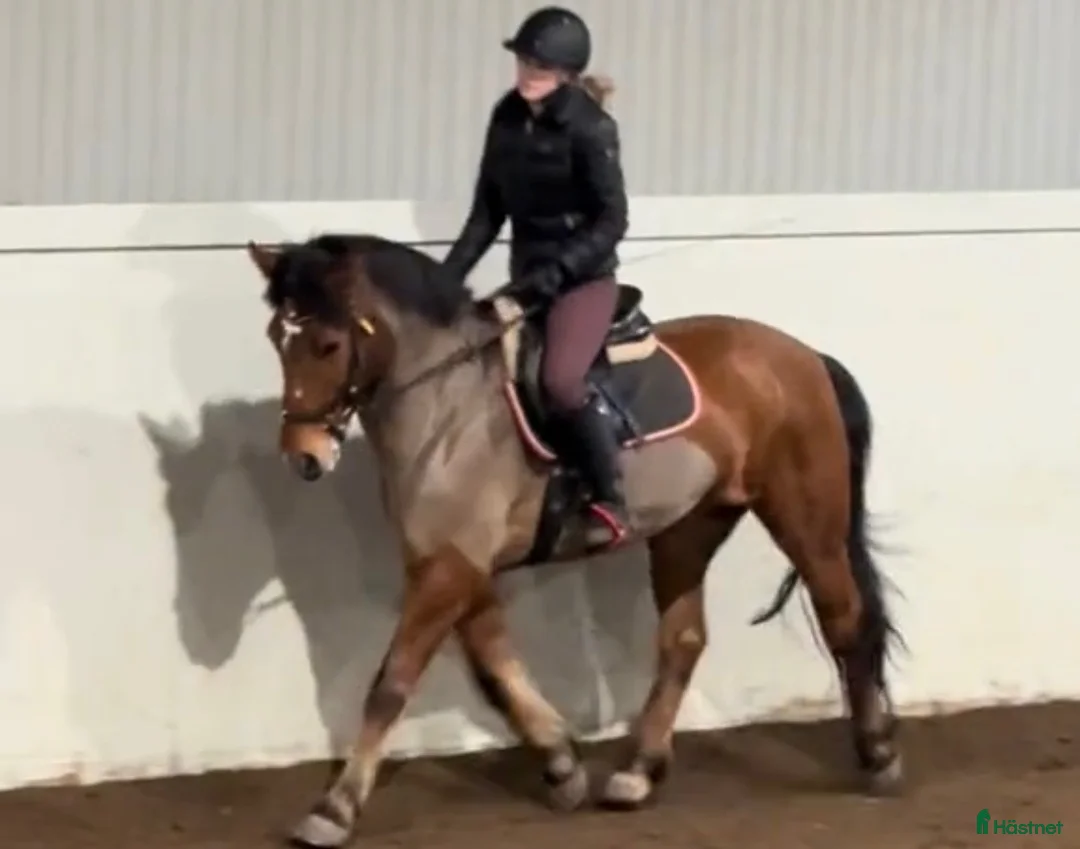 Allround hästar till salu: Rudivald söker sin egen ryttare - Annons 2