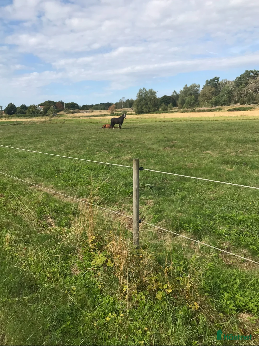  stallplats finnes: Bete finns i Fjärås, strax utanför Kungsbacka i Fjärås - Annons 2