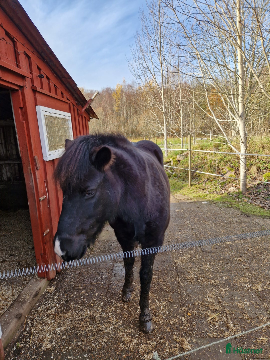  stallplats finnes: Ledig lösdrift I Hisings kärra (Gerrebacka) i Hisings Kärra - Annons 2