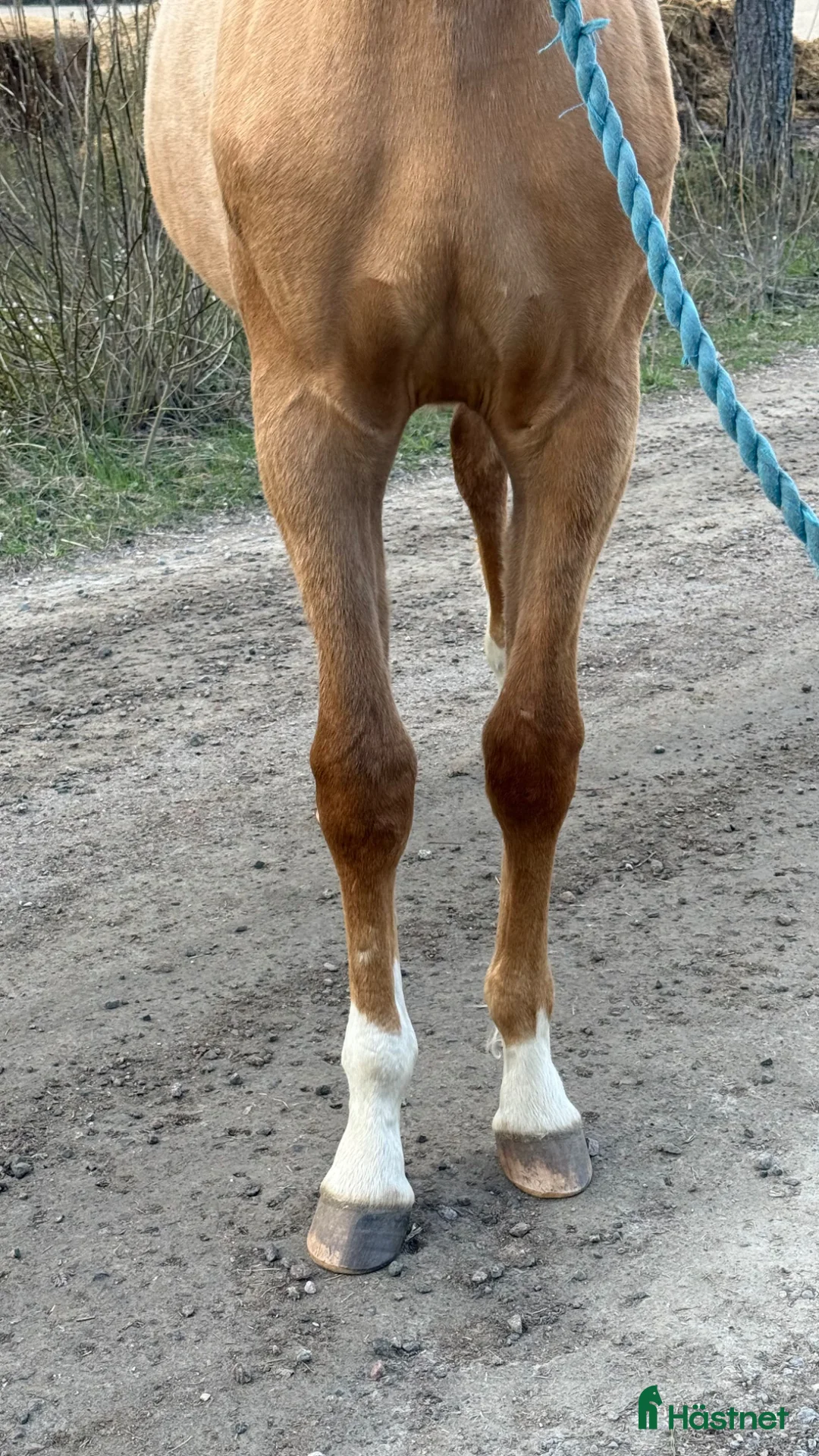 Allround hästar till salu: Sto e. Special Edition!  - Annons 10