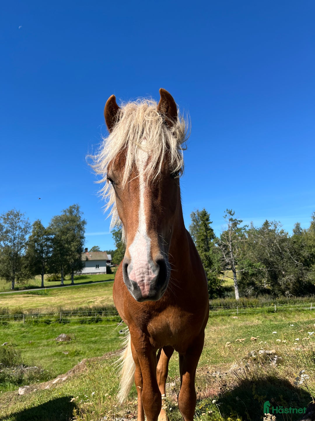 Island hästar till salu: Snäll charmig och snygg hingst i Nässjö - Annons 7