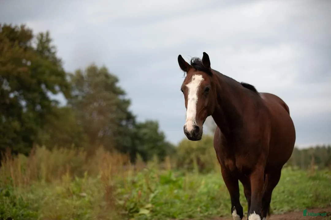 Allround hästar till salu: Underbar ridtravare i Avesta - Annons 3