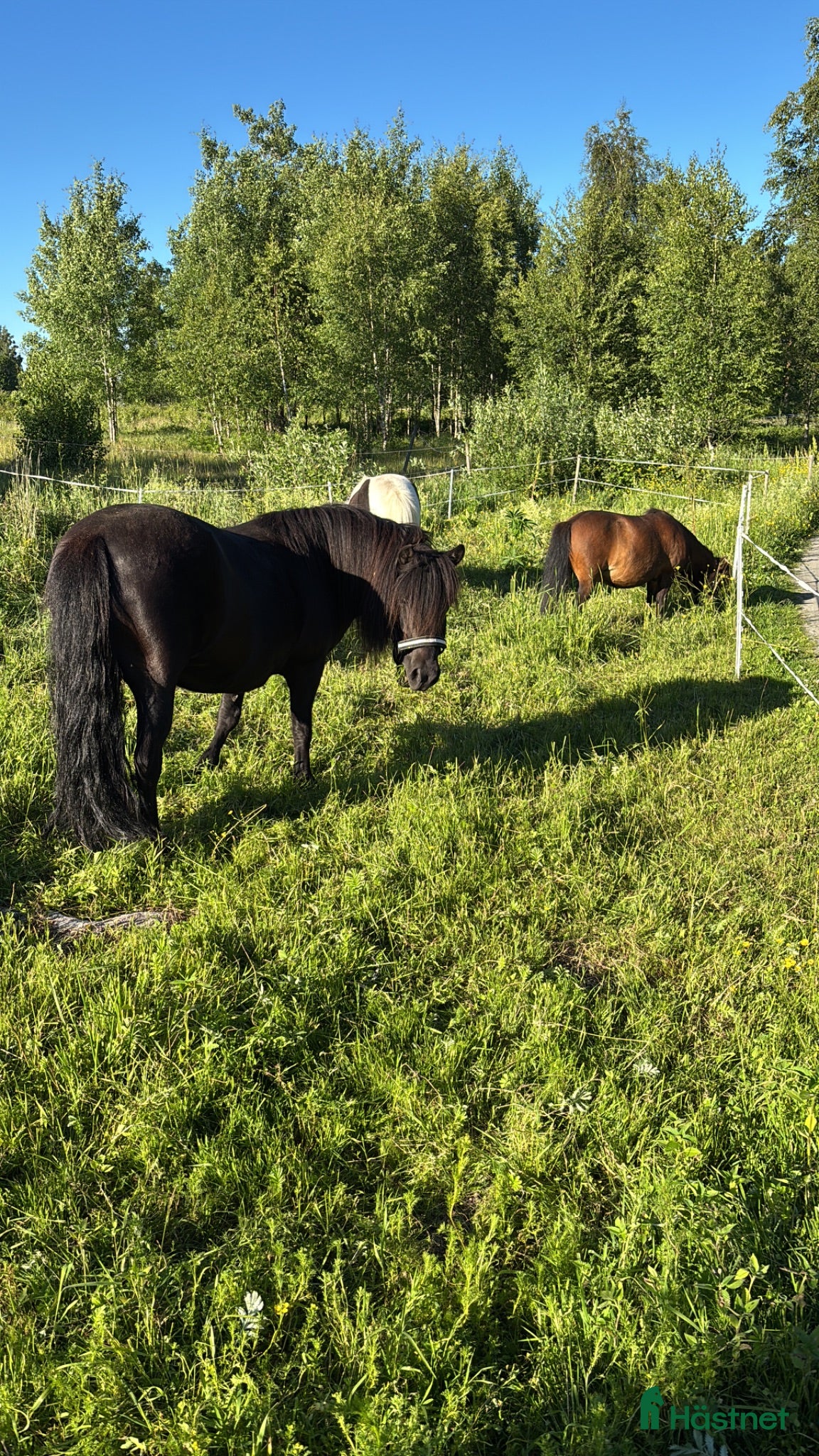  hästar Söker en bästa vän! - Annons 1