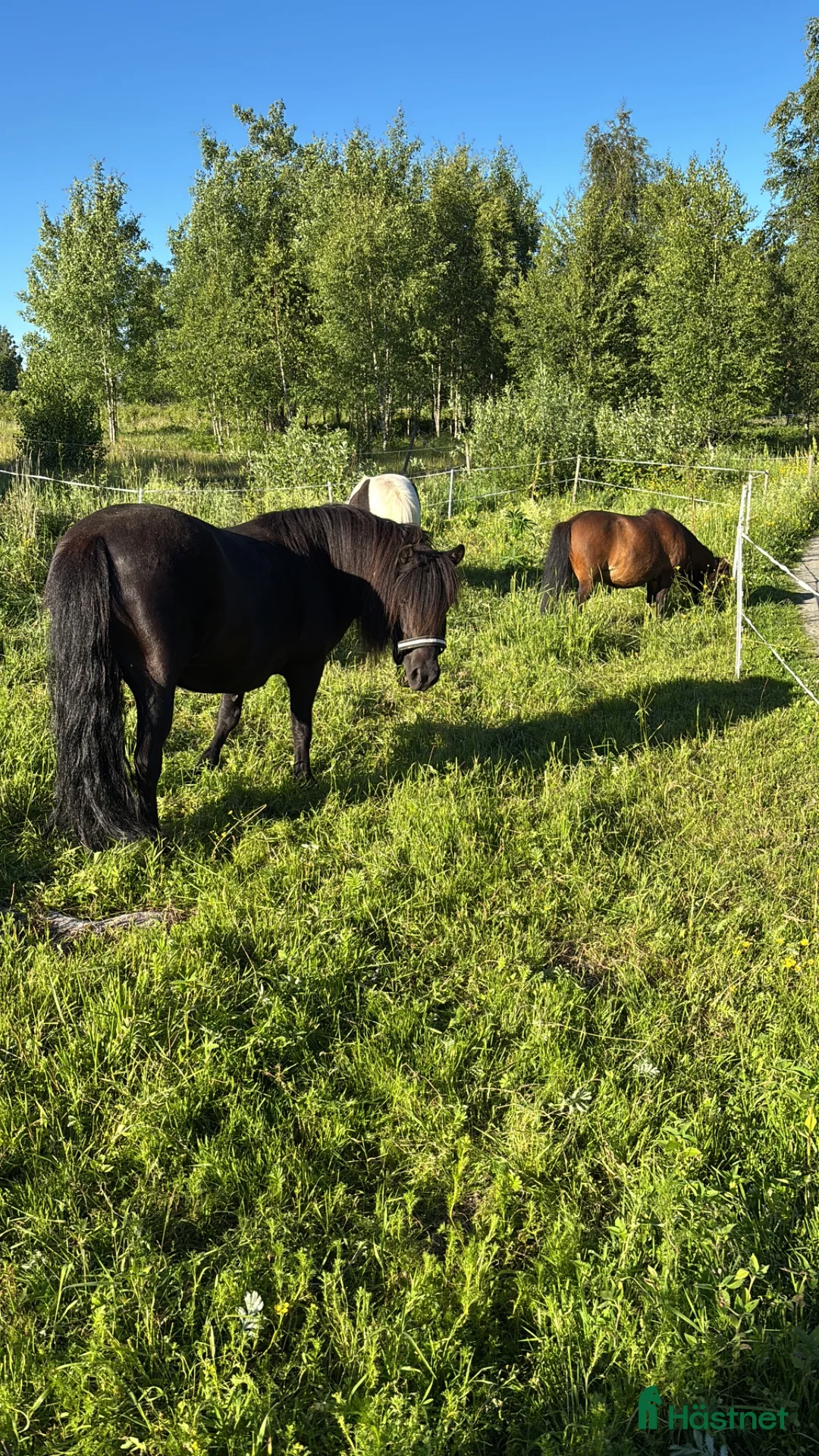 Allround hästar sökes: Söker en bästa vän! - Annons 1