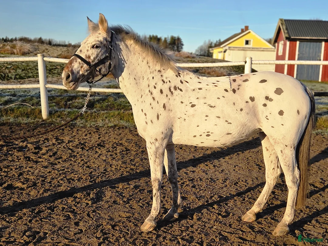 Allround hästar till salu: Mor och dotter ponny - Annons 2