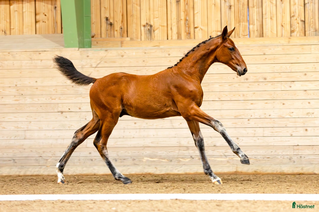 Hoppning hästar till salu: Hingstföl med svårklass stam  i Tjällmo - Annons 5