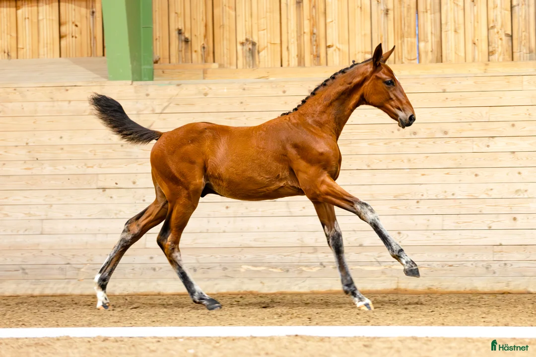 Hoppning hästar till salu: Hingstföl med svårklass stam  i Tjällmo - Annons 5