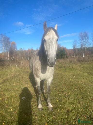 Galleribild {{count}}