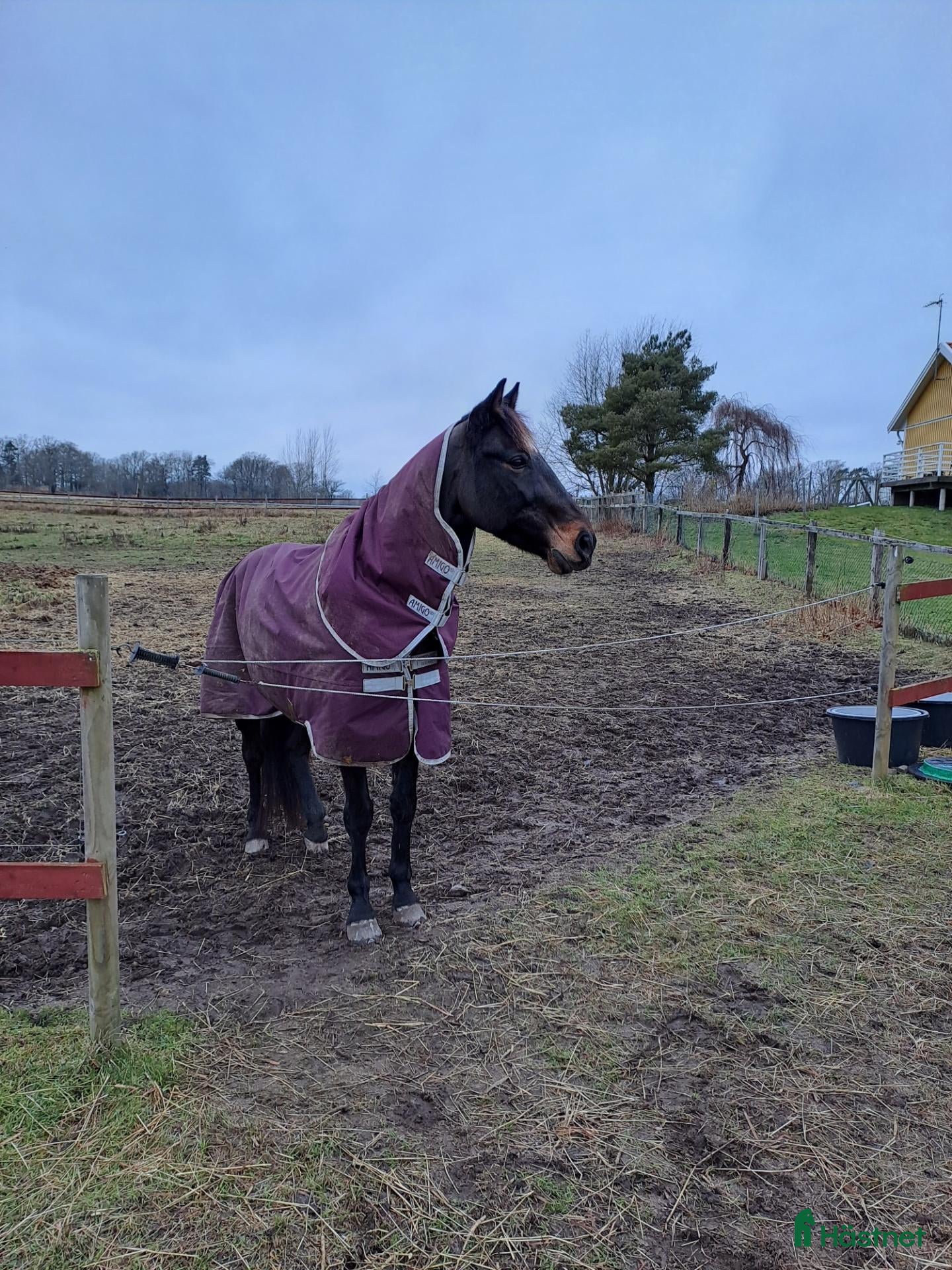  hästar Allround/dressyr häst sökes - Annons 4