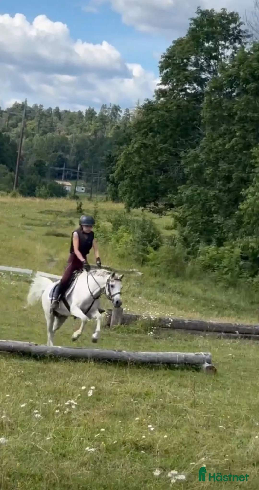 Allround hästar till salu: En riktig kompis 🦄 - Annons 2