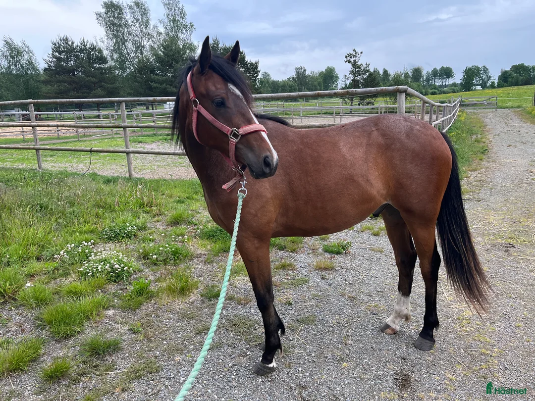 Allround hästar till salu: Fin svensk Ridponny i Sorunda - Annons 4