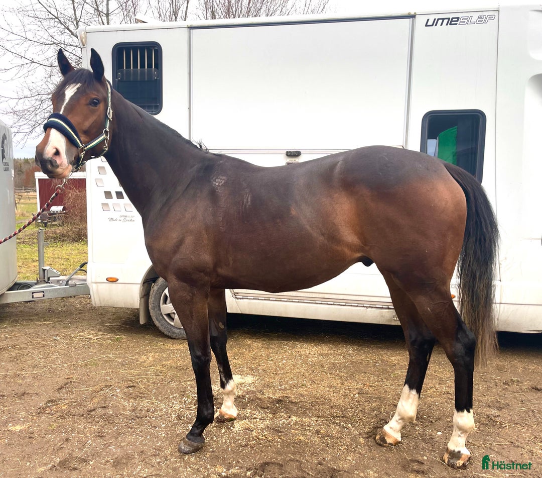 Fälttävlan hästar till salu: En otroligt snäll unghäst att forma själv! i Bälinge - Annons 3