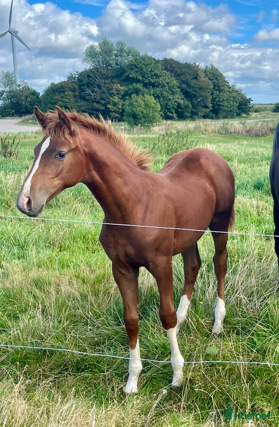 Hoppning hästar till salu: Super jumper i Bredebro - Annons 2