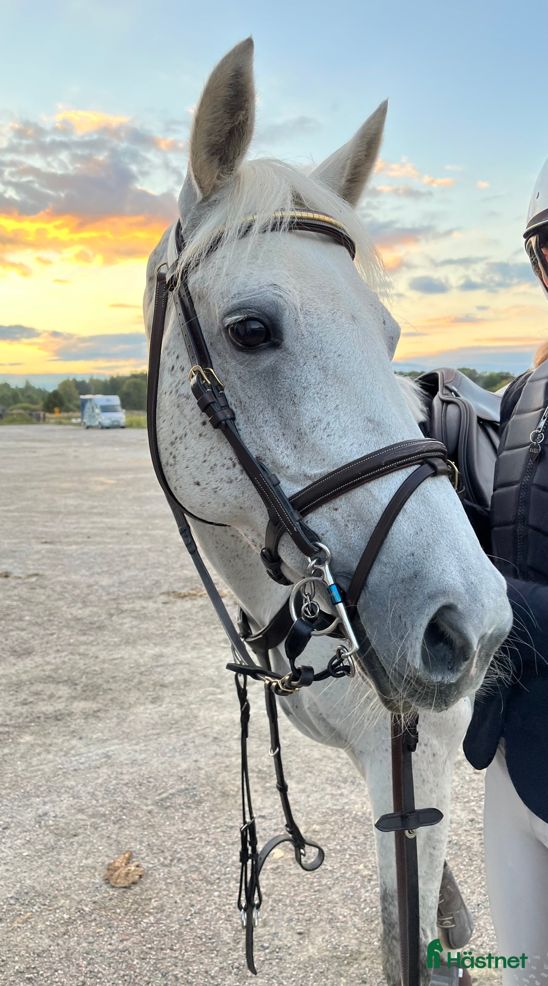 Allround hästar till salu: Fint D-ponny sto för hobbyryttare i Järna - Annons 1