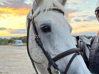 hästar Fint D-ponny sto för hobbyryttare i Järna - Annons 15