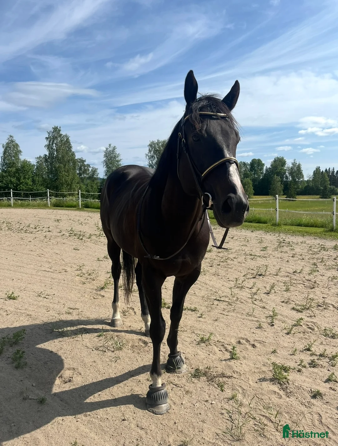 Allround hästar till salu: Killen med det största hjärtat i Arvika - Annons 4