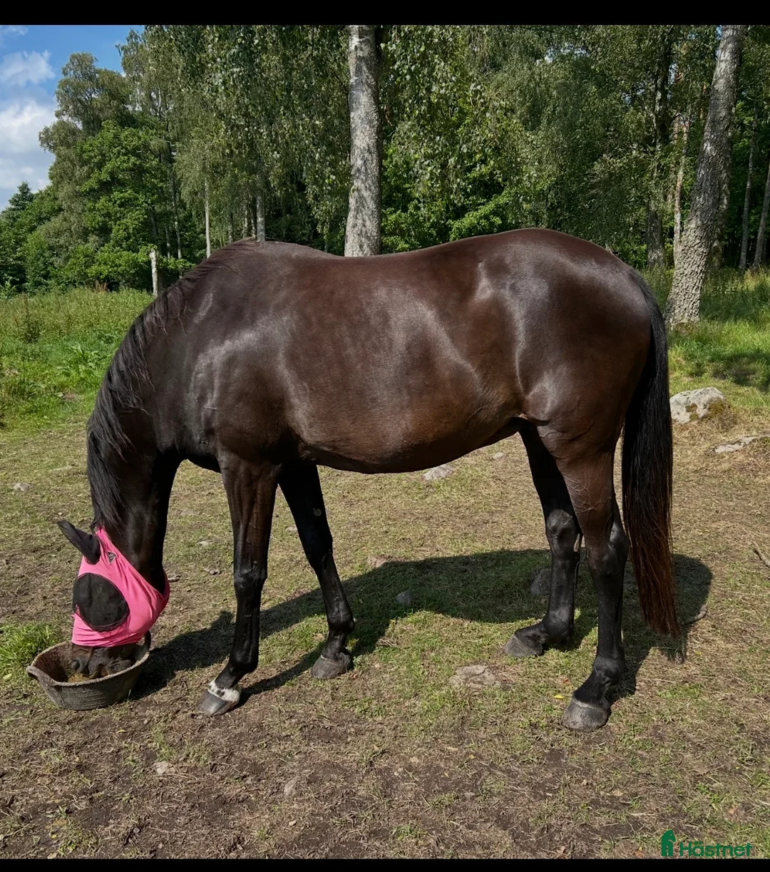 Avelshästar hästar till salu: Sto till avel i Halmstad - Annons 2