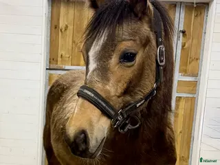 hästar 1-åringar med prestationsstam - Annons 8