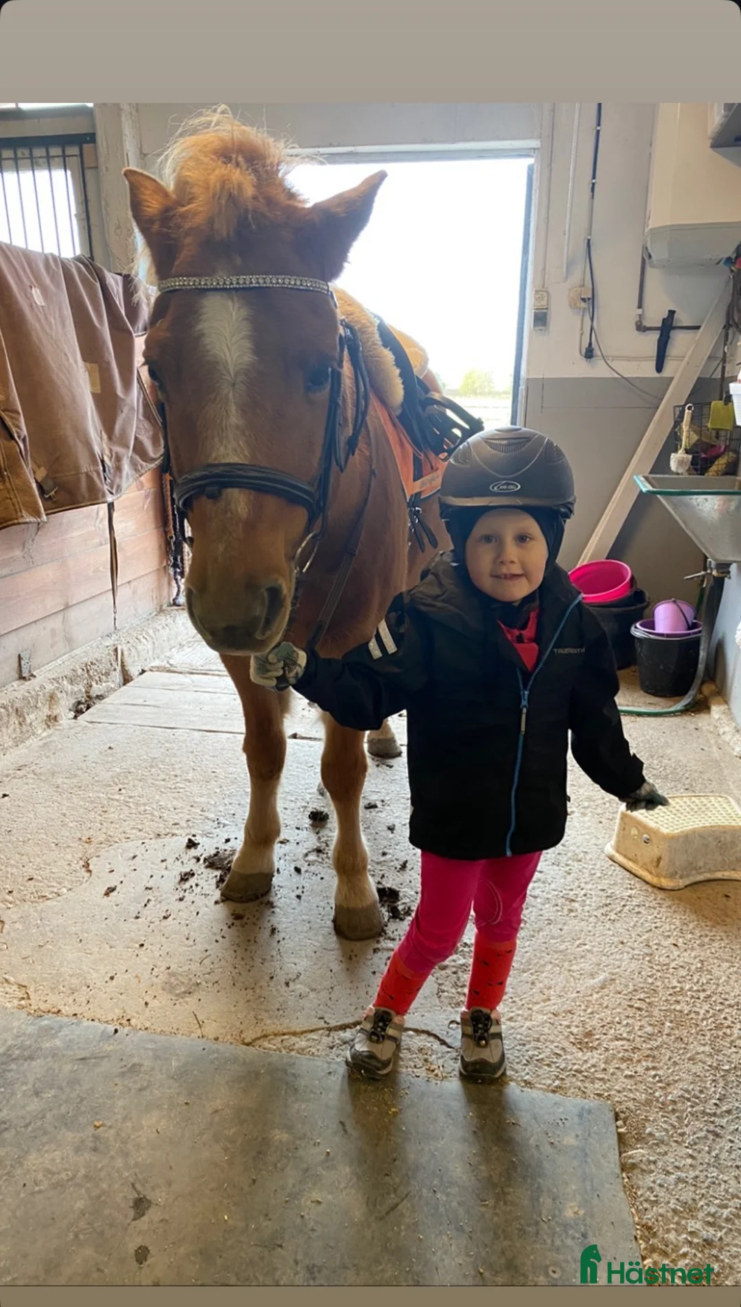  foderhäst finnes: Hel/halvfoderponny finnes i Lidköping - Annons 7