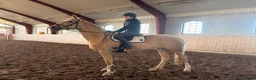 Dressyr hästar till salu: Toppklassigt dressyr sto 🐴 - Annons 10