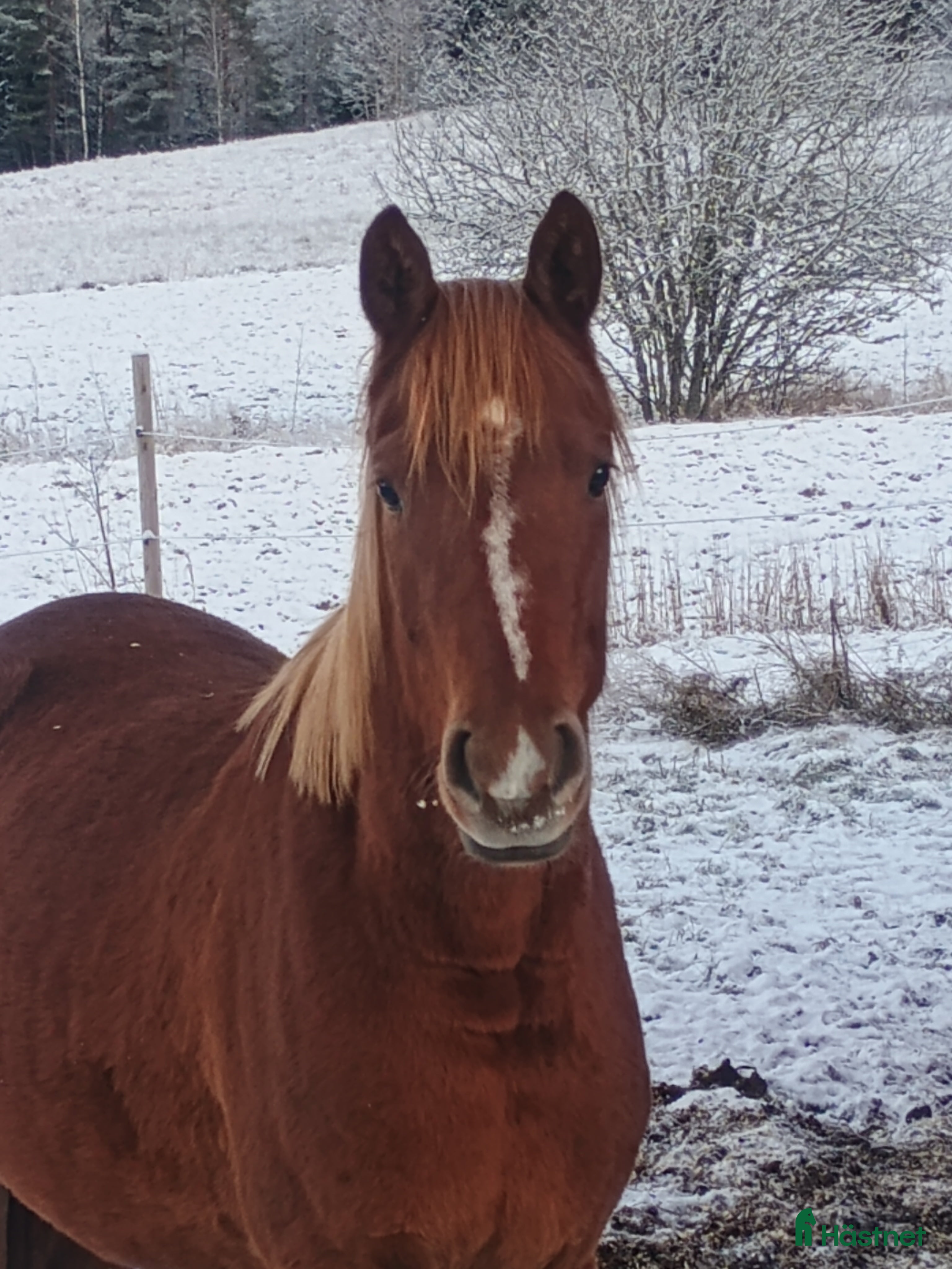 Allround hästar sökes: Trevlig sto  i Åmotfors - Annons 1