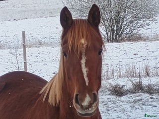 Allround hästar sökes: Trevlig sto i Åmotfors - Annons 1