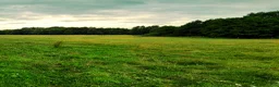  stallplats finnes: Lösdrift-valackflock - Annons 3