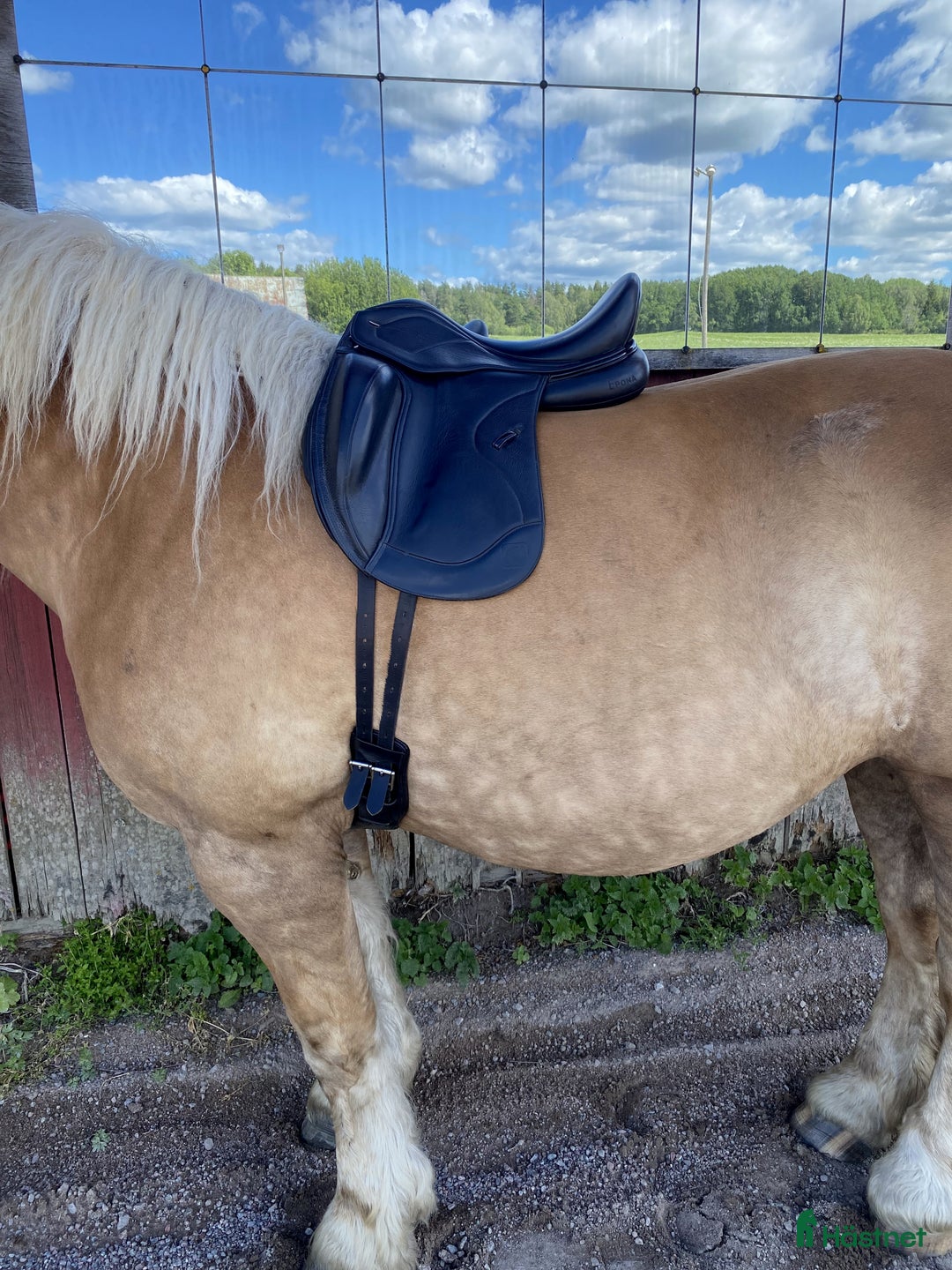 Sadlar hästutrustning till salu: Epona dressyrsadel (Ikonic) 17,5 i Alunda - Bild 5