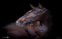 Trav hästar till salu: Lovande Andelshäst e: Googoo Gaagaa i Lindome - Annons 1