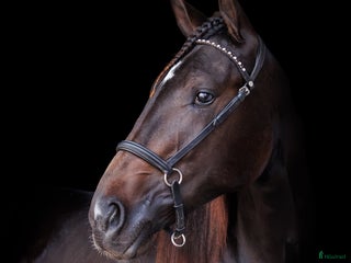 hästar Lovande Andelshäst e: Googoo Gaagaa i Lindome - Annons 8