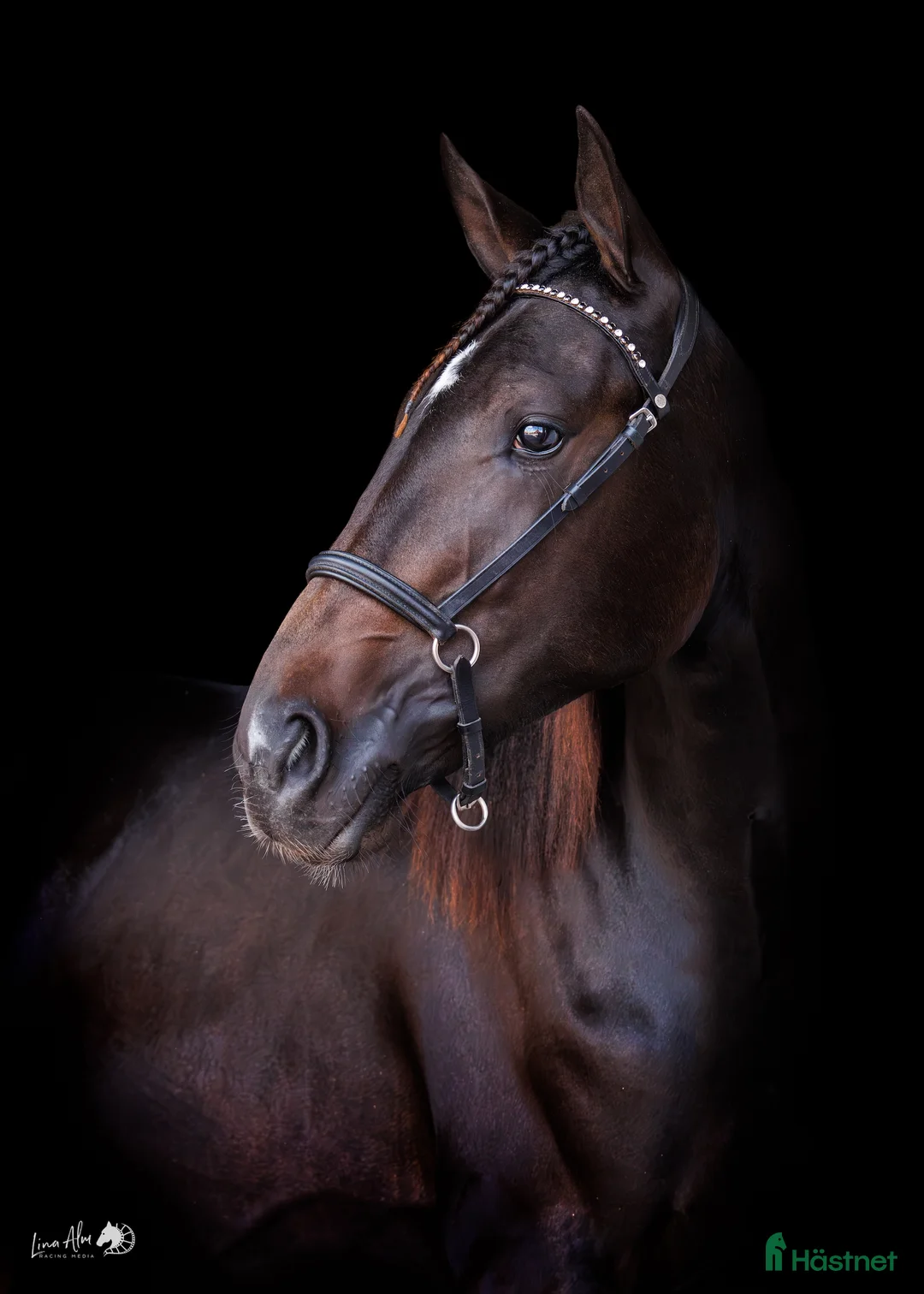 Trav hästar till salu: Lovande Andelshäst e: Googoo Gaagaa - Annons 1