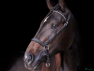 hästar Lovande Andelshäst e: Googoo Gaagaa - Annons 9