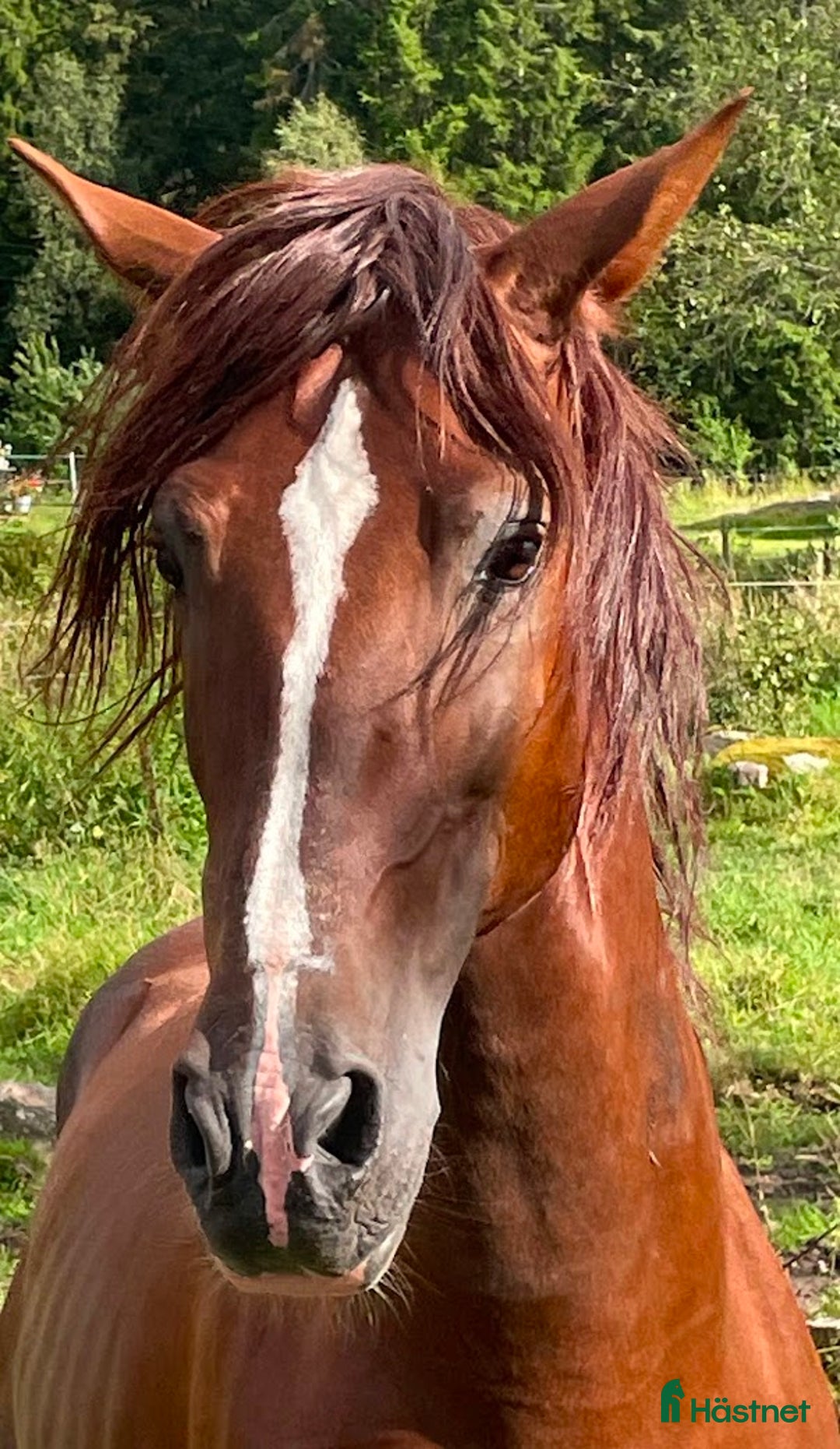  avel finnes: PRE-hingst till avel i Blidsberg - Annons 2