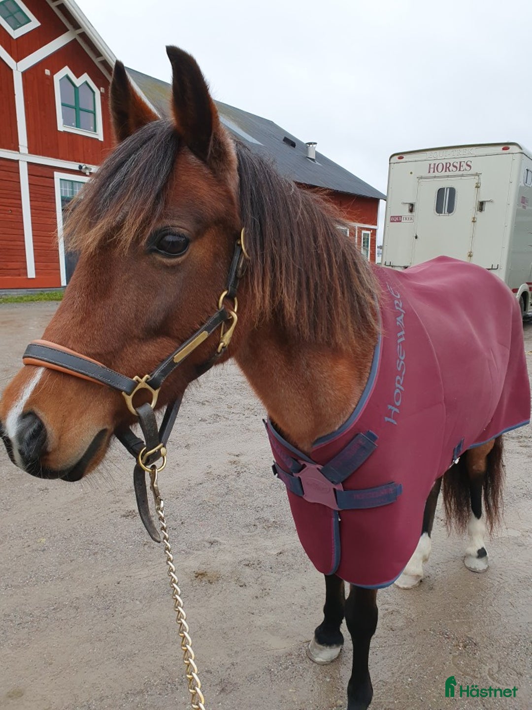 Allround hästar till salu: Trygg bästa vän! i Åkersberga - Annons 9