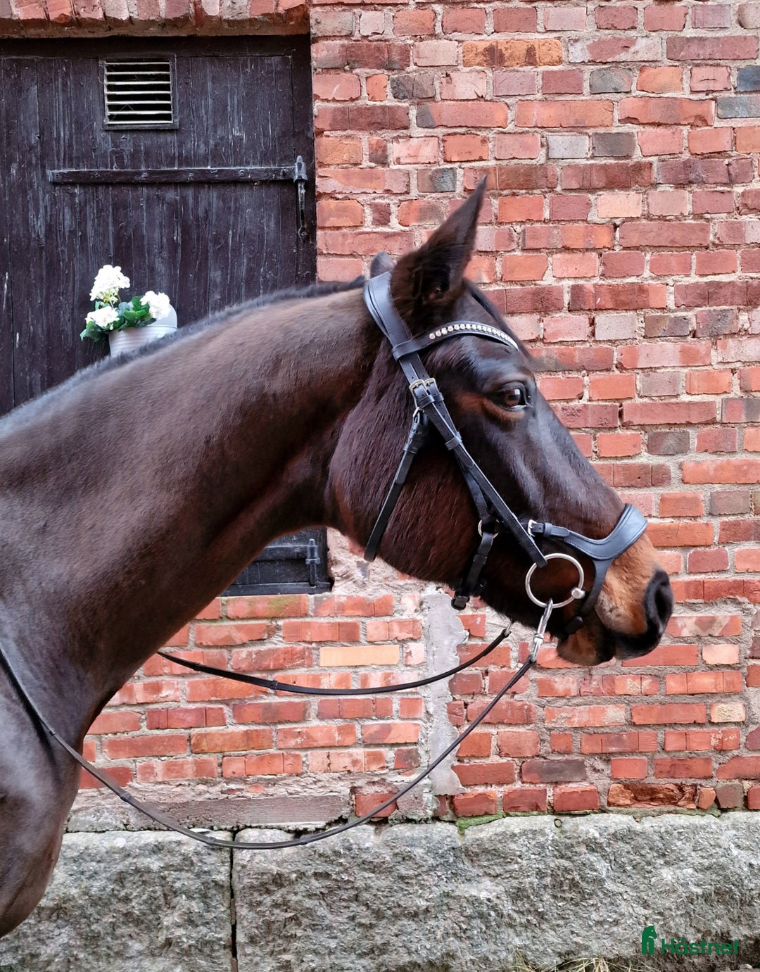 Träns hästutrustning till salu: Fynda anatomiskt träns! i Ljungsbro - Annons 1