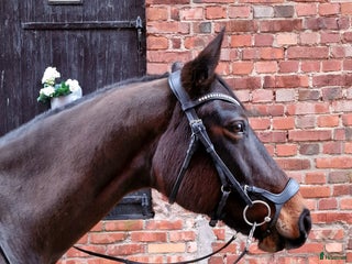 Träns hästutrustning till salu: Fynda anatomiskt träns! i Ljungsbro - Annons 1