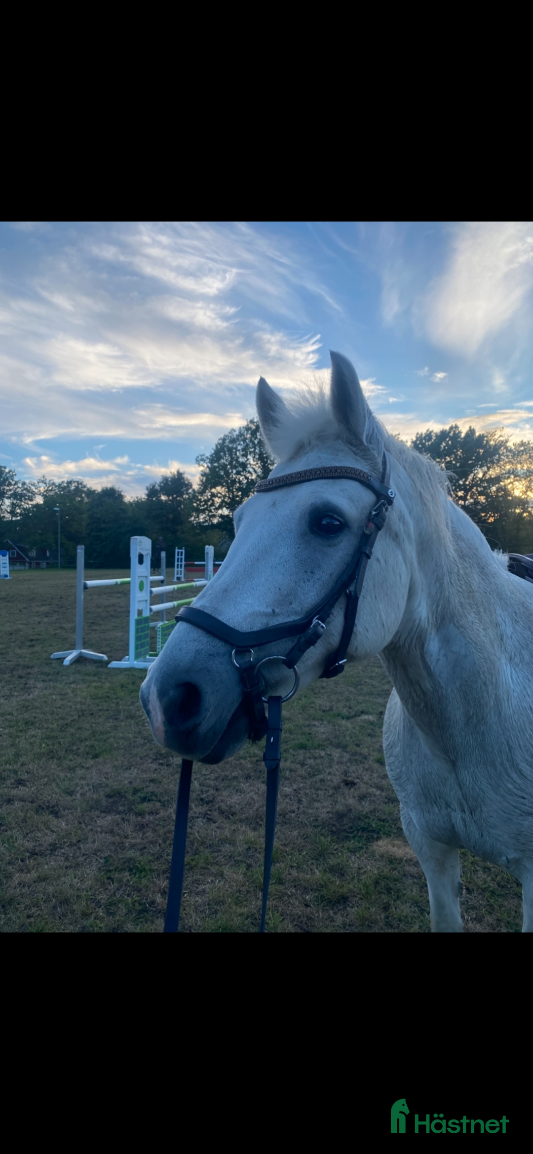 Hoppning hästar till salu: Snäll och rolig C-ponny i Hurva - Annons 4