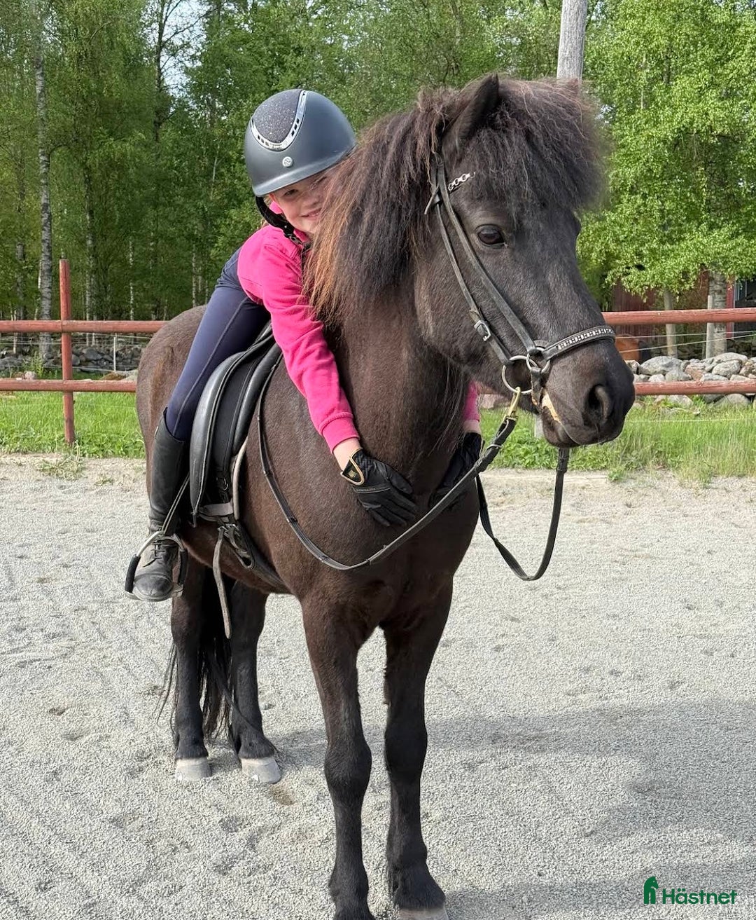 Island hästar till salu: Talangfull valack  i Hästveda - Annons 3