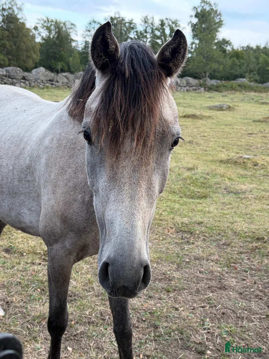 Allround hästar till salu: 3 årigt ponny sto Connemara/halvblod - Annons 2